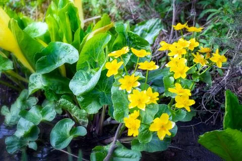 Wild marsh marigold yellow flowers near a lake Stock Photos
