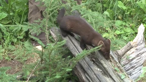 Wild Marten Stock Footage 85194376