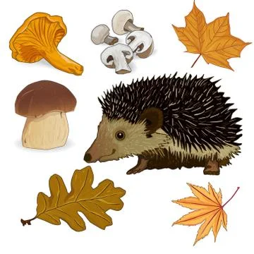 Wild mashrooms Stock Illustration
