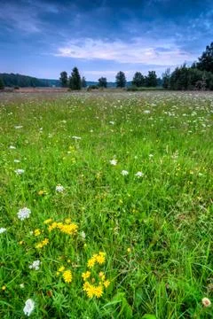 Wild Meadow Background Stock Photos