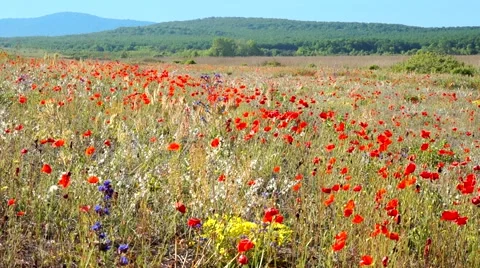 Wild meadow in bloom Stock Footage 43713937