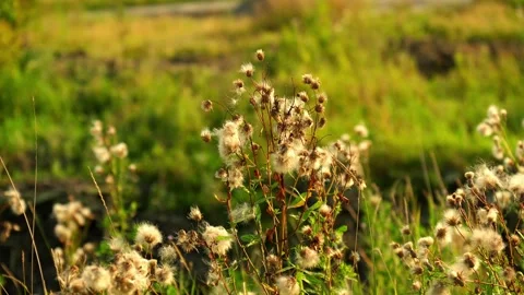 Wild meadow botany features fluffy dry seed heads of blooming weeds moving under Stock Footage 346639523