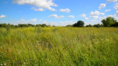 Wild meadow from different grasses In central part of Russia Stock Footage 85637726