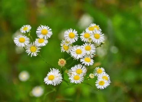 Wild meadow flower Stock Photos