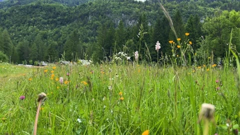 Wild Meadow Flowers Bloom in a Summer Field Stock Footage 336311047
