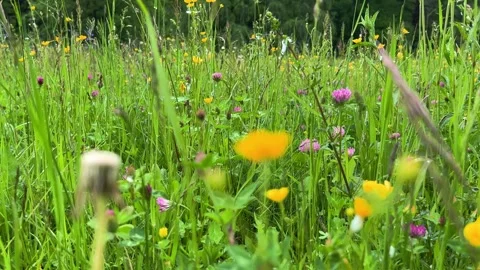 Wild Meadow Flowers Bloom in a Summer Field Stock Footage 336311065