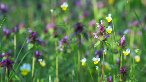 Wild Meadow Flowers With Dew Drops After Gentle Rain Stock Footage 344051023