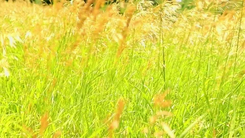Wild meadow grass blowing in the wind. 60 fps Stock Footage 91869094