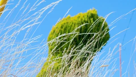 Wild Meadow Grass Blowing in Wind with Conifer Tree Canopy Background Stock Footage 346508920