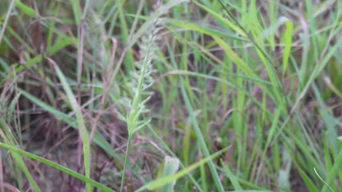Wild Meadow Grass with Green Spikelets Stock-Footage 329402393