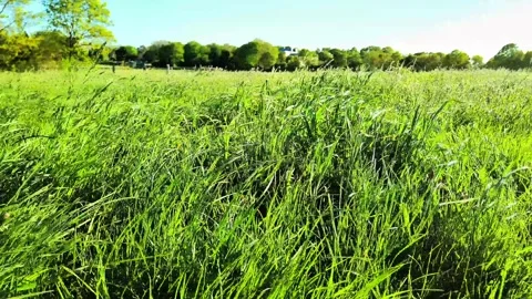 Wild Meadow Grass Swaying in Wind on Sunny Summer Field Stock Footage 334737096