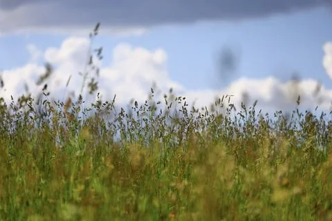 Wild meadow grass under dramatic summer clouds Stock Photos