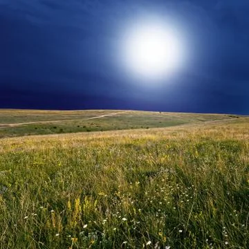 Wild meadow at night Stock Illustration