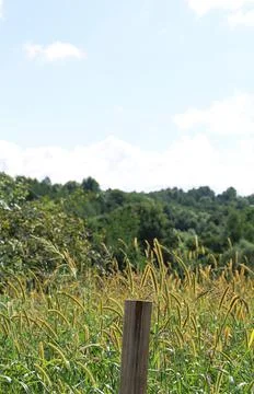 Wild meadow Foto stock