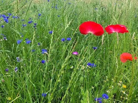 Wild meadow Stock Photos