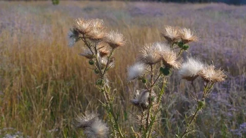 Wild meadow plants at sunset Stock Footage 94455617