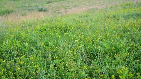 Wild meadow with sloping and growing grass Stock Footage 86381470