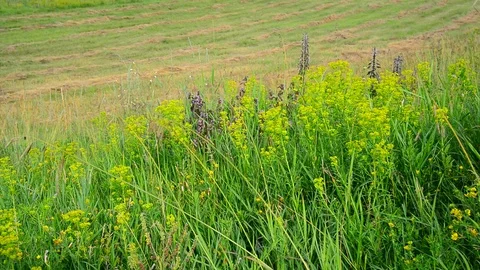Wild meadow with sloping and growing grass Stock Footage 86381584