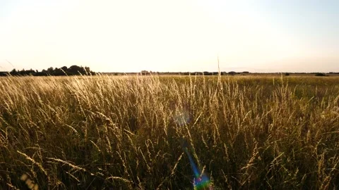 Wild meadow in the wind Video stock 195298859