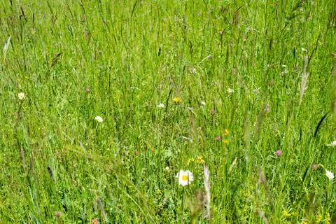 Wild meadows Stock Photos