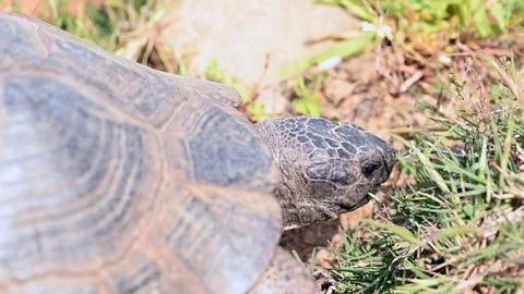 Wild mediterranean turtle eating grass Stock Footage 107526405