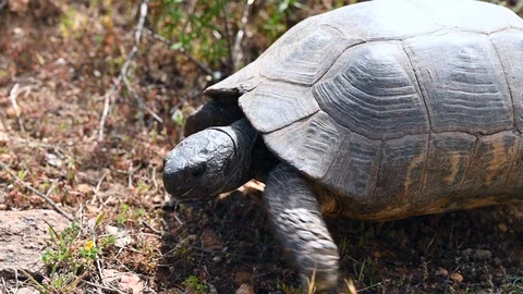Wild mediterranean turtle eating grass Stock Footage 107624144