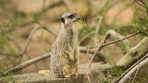 A wild meerkat Stock Photos