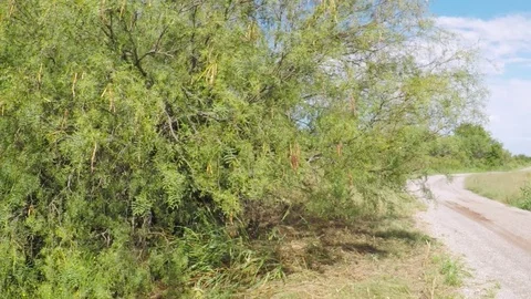 Wild mesquite tree. Vídeos de archivo 79231065