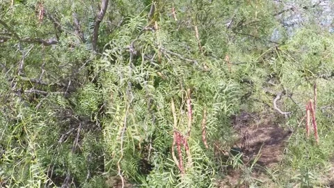 Wild mesquite tree. Video stock 79231164