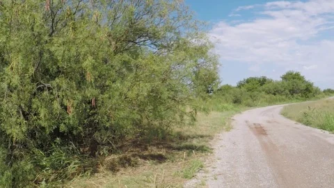 Wild mesquite tree. Video stock 79231257