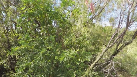 Wild mesquite tree. 스톡 동영상 79231361