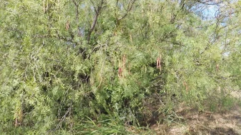 Wild mesquite tree. 스톡 동영상 79231396