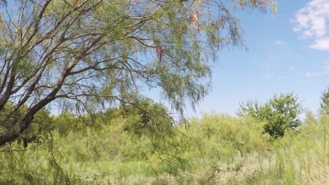 Wild mesquite tree. Stock-Footage 79231527