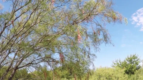 Wild mesquite tree. Video stock 79231589