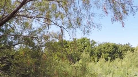Wild mesquite tree. Vídeos de archivo 79231732