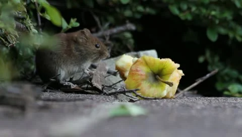 Wild mice eating apple 2 Stock Footage