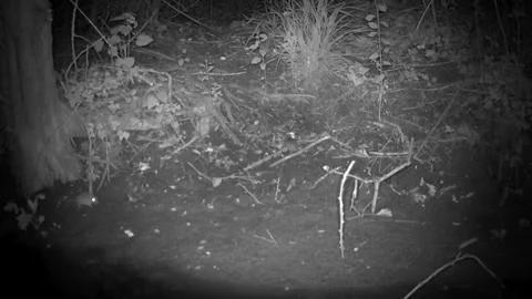 Wild Mice Feeding and Playing at Night Trail Camera Footage Stock Footage 340568777