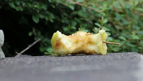 Wild mice Stock Footage 11250372