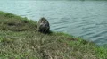 Wild Migrating Birds in Agmon Ahula HD Footage