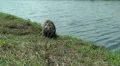Wild Migrating Birds in Agmon Ahula. Slow motion. HD Footage