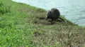 Wild Migrating Birds in Agmon Ahula HD Footage