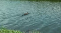 Wild Migrating Birds in Agmon Ahula HD Footage
