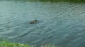 Wild Migrating Birds in Agmon Ahula. Slow motion. HD Footage