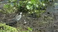 Wild Migrating Birds in Agmon Ahula. Slow motion. HD Footage