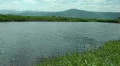 Wild Migrating Birds in Agmon Ahula. Slow motion. HD Footage