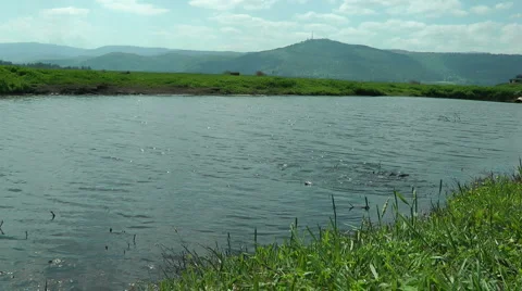 Wild Migrating Birds in Agmon Ahula. Slow motion. Stock Footage 4887625
