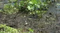 Wild Migrating Birds in Agmon Ahula. Slow motion. HD Footage