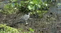 Wild Migrating Birds in Agmon Ahula HD Footage