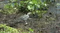 Wild Migrating Birds in Agmon Ahula. Slow motion. HD Footage