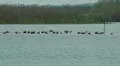 Wild Migrating Birds in Agmon Ahula HD Footage